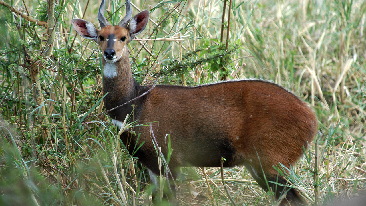 Bushbuck, photo 1 of 3