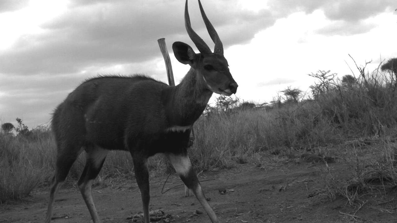 Bushbuck, photo 3 of 3