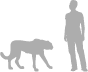 Cheetah shown next to a 6 ft (1.8 m) person for scale