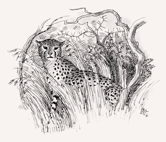 Cheetah illustration