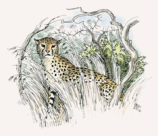 Cheetah