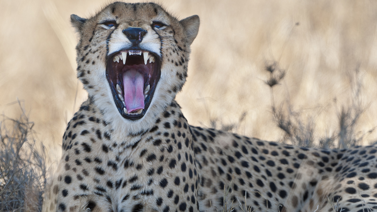 Cheetah, photo 1 of 3