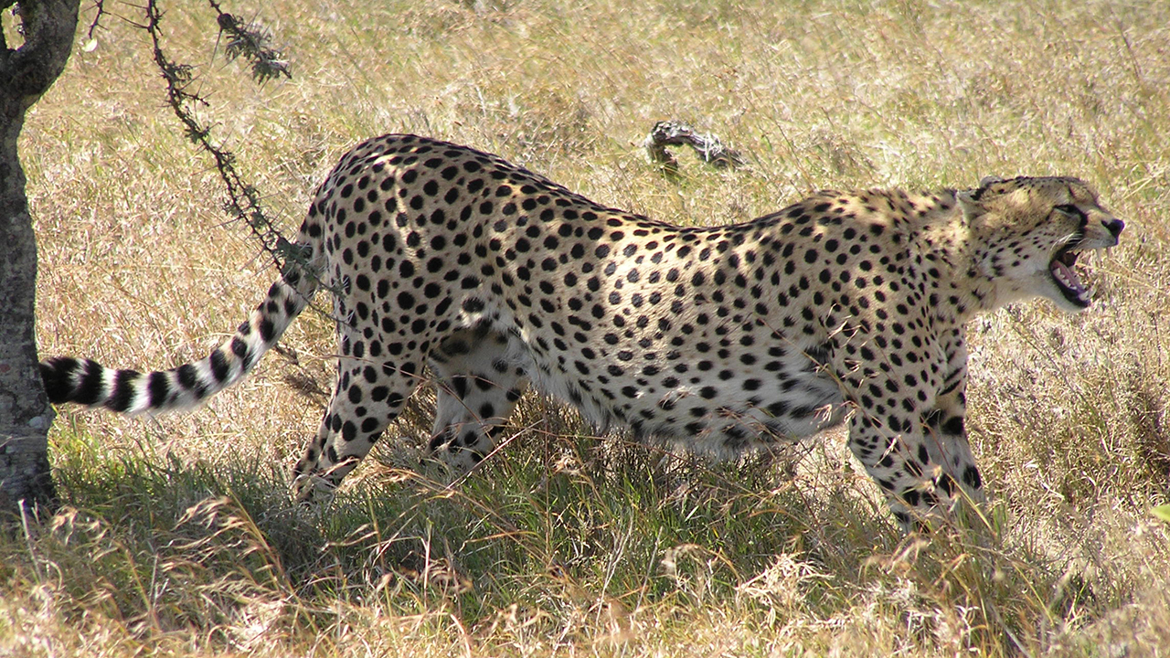 Cheetah, photo 2 of 3