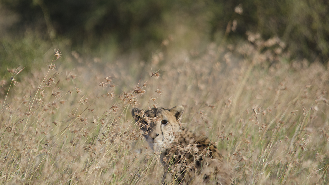 Cheetah, photo 3 of 3