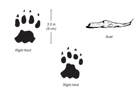 Cheetah tracks and scat