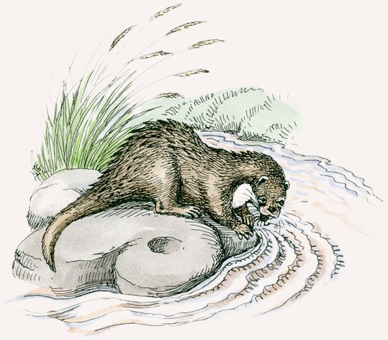 Clawless Otter