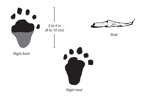Clawless Otter tracks and scat