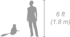 Black-and-White Colobus shown next to a 6 ft (1.8 m) person for scale