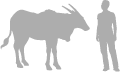 Common Eland shown next to a 6 ft (1.8 m) person for scale