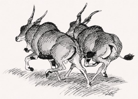 Common Eland illustration