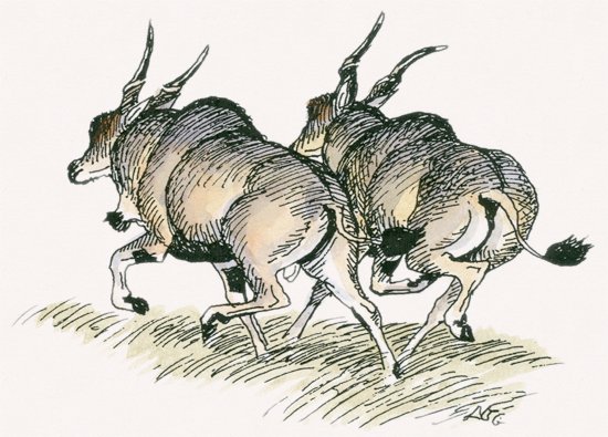 Common Eland