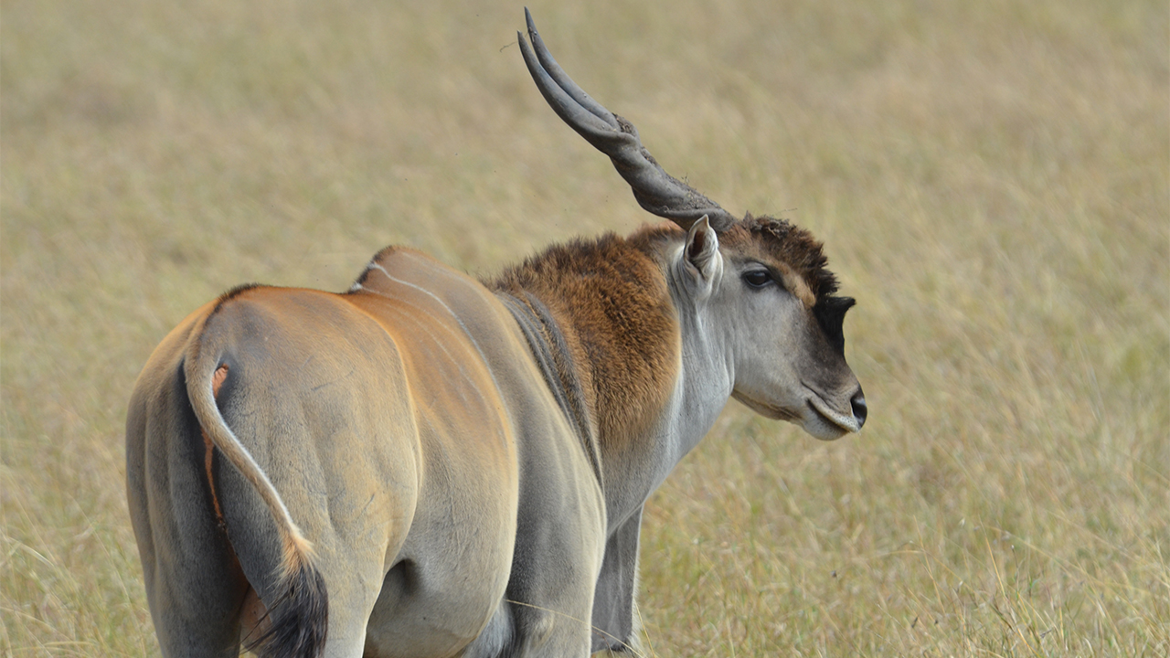 Common Eland, photo 1 of 3