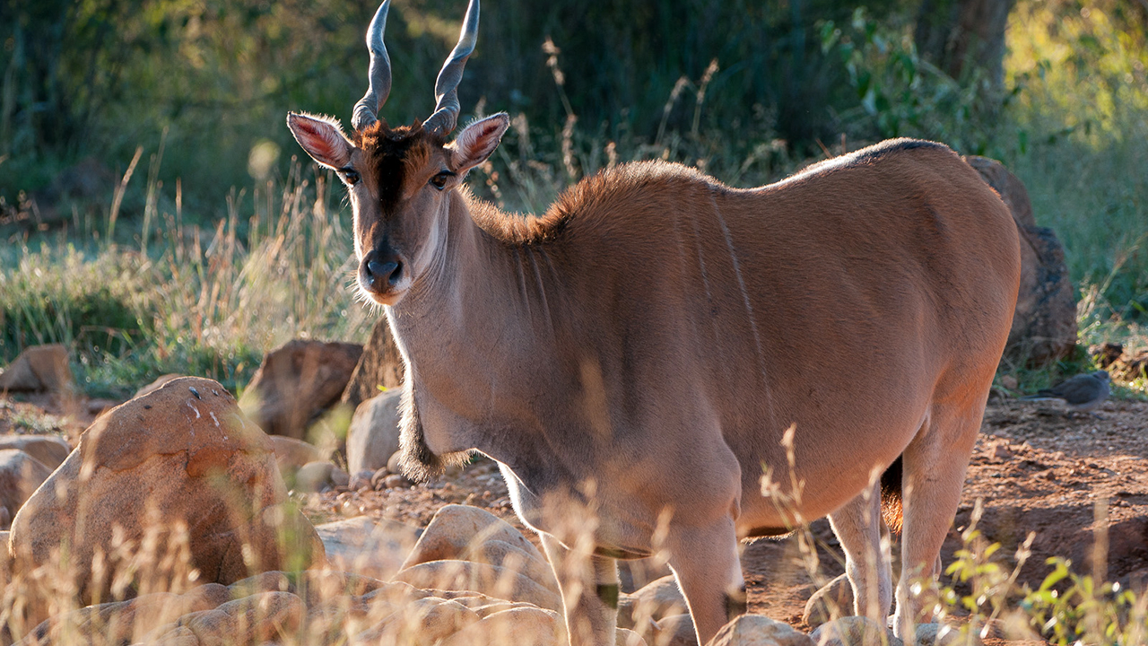 Common Eland, photo 2 of 3