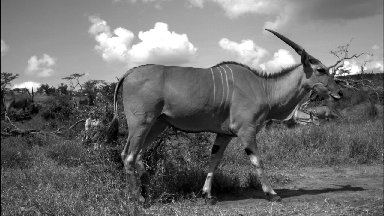 Common Eland, photo 3 of 3