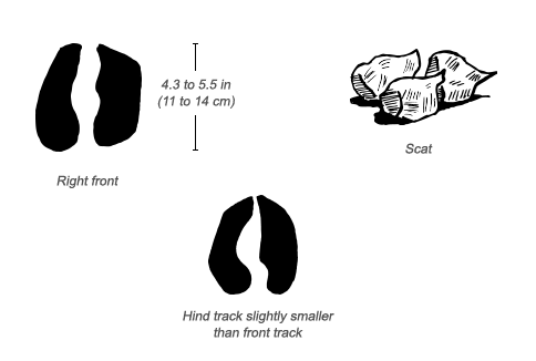 Common Eland tracks and scat