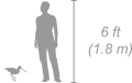 Common Snipe shown next to a 6 ft (1.8 m) person for scale