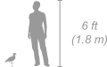 Crowned Lapwing (Plover) shown next to a 6 ft (1.8 m) person for scale
