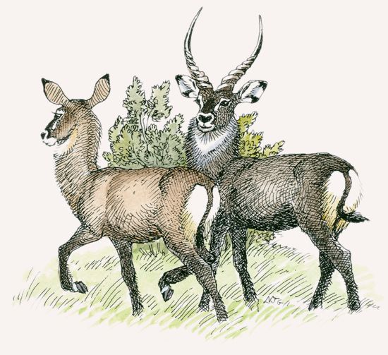 Defassa Waterbuck