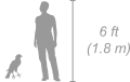 Eastern chanting goshawk shown next to a 6 ft (1.8 m) person for scale
