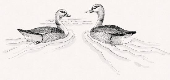 Egyptian Goose illustration