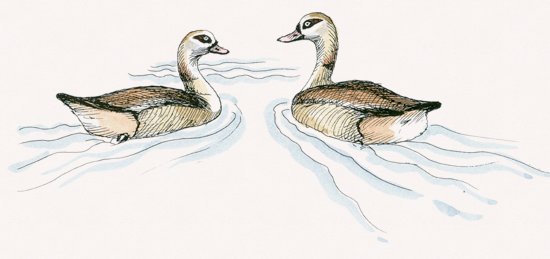 Egyptian Goose