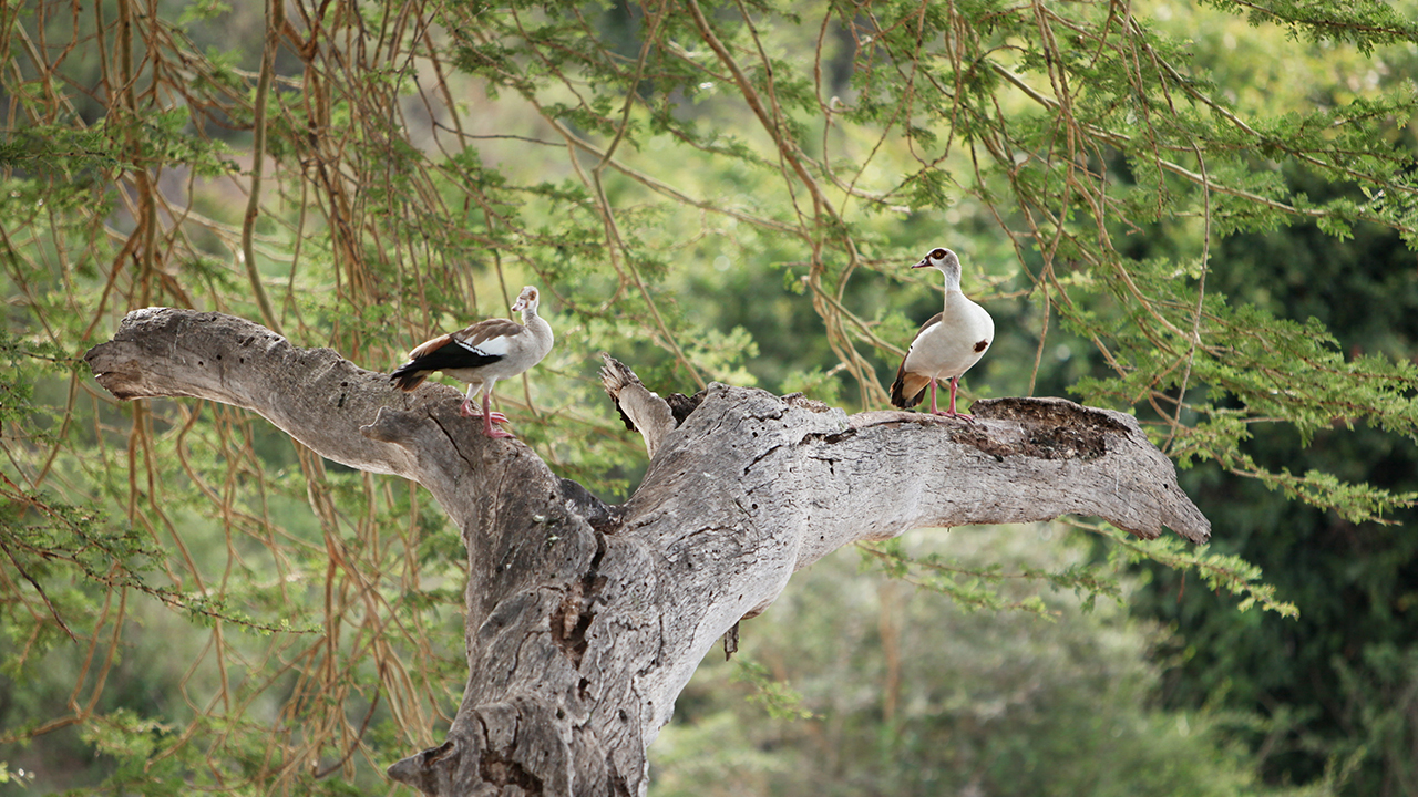Egyptian Goose, photo 1 of 2