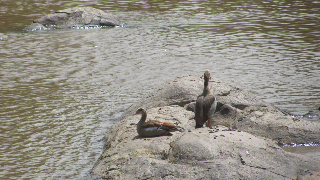 Egyptian Goose, photo 2 of 2