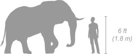 African Elephant shown next to a 6 ft (1.8 m) person for scale
