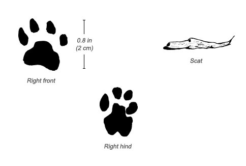 Common Genet tracks and scat