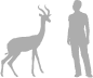 Gerenuk shown next to a 6 ft (1.8 m) person for scale