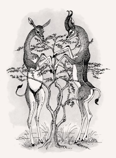 Gerenuk illustration