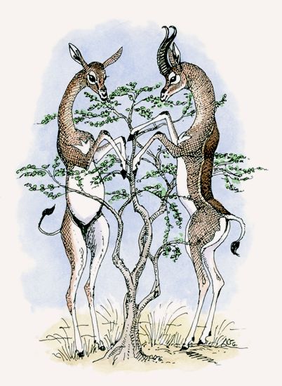 Gerenuk