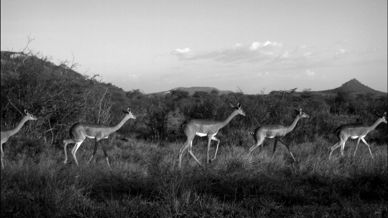 Gerenuk, photo 2 of 3