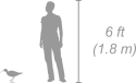 Glossy Ibis shown next to a 6 ft (1.8 m) person for scale