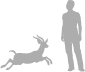 Grant’s Gazelle shown next to a 6 ft (1.8 m) person for scale