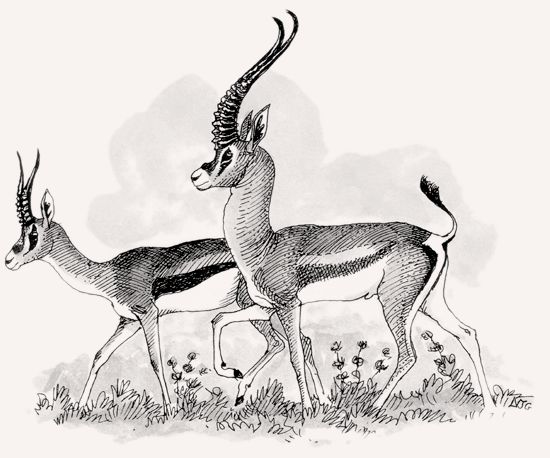 Grant’s Gazelle illustration