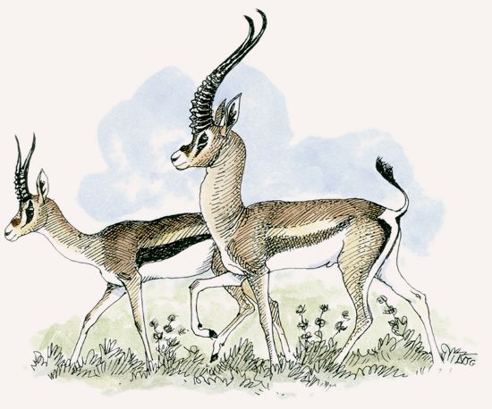 Grant’s Gazelle