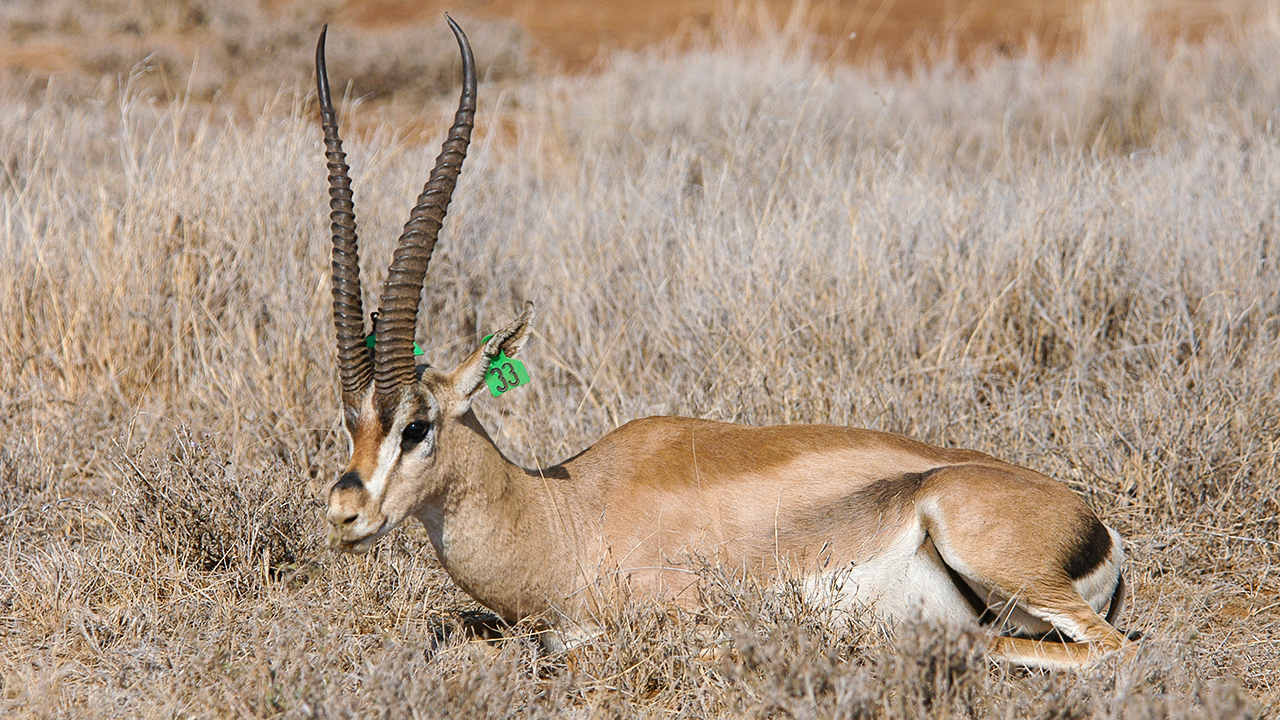 Grant’s Gazelle, photo 1 of 3