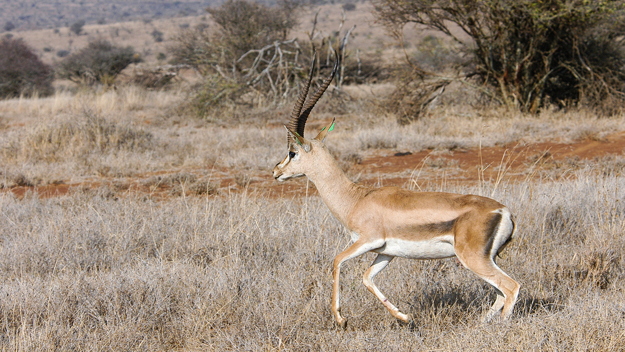 Grant’s Gazelle, photo 2 of 3