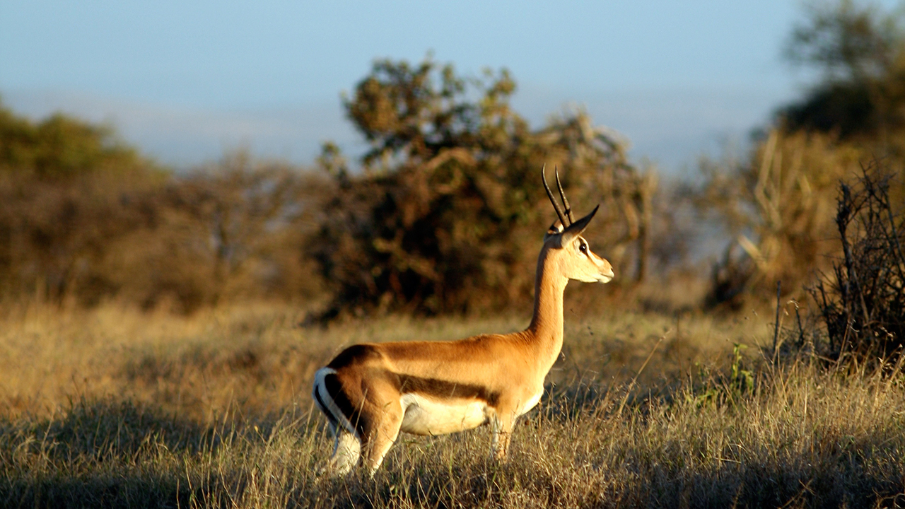 Grant’s Gazelle, photo 3 of 3
