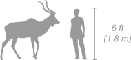 Greater Kudu shown next to a 6 ft (1.8 m) person for scale