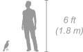 Greater Blue-Eared Starling shown next to a 6 ft (1.8 m) person for scale