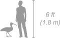 Hadada Ibis shown next to a 6 ft (1.8 m) person for scale