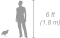 Hildebrandt’s Starling shown next to a 6 ft (1.8 m) person for scale