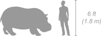 Hippopotamus shown next to a 6 ft (1.8 m) person for scale