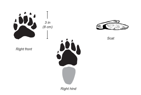 Honey Badger tracks and scat