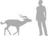 Impala shown next to a 6 ft (1.8 m) person for scale