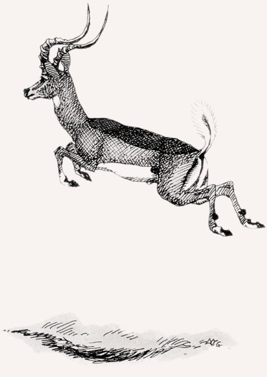 Impala illustration