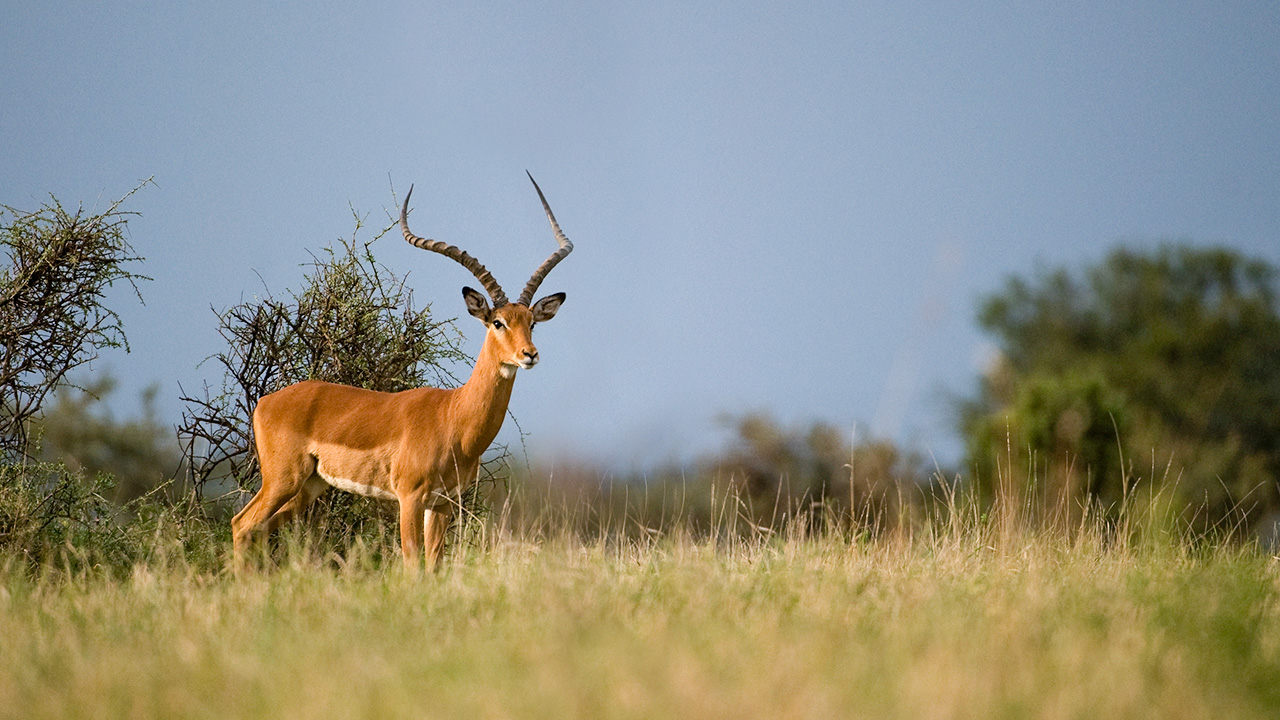Impala, photo 1 of 3