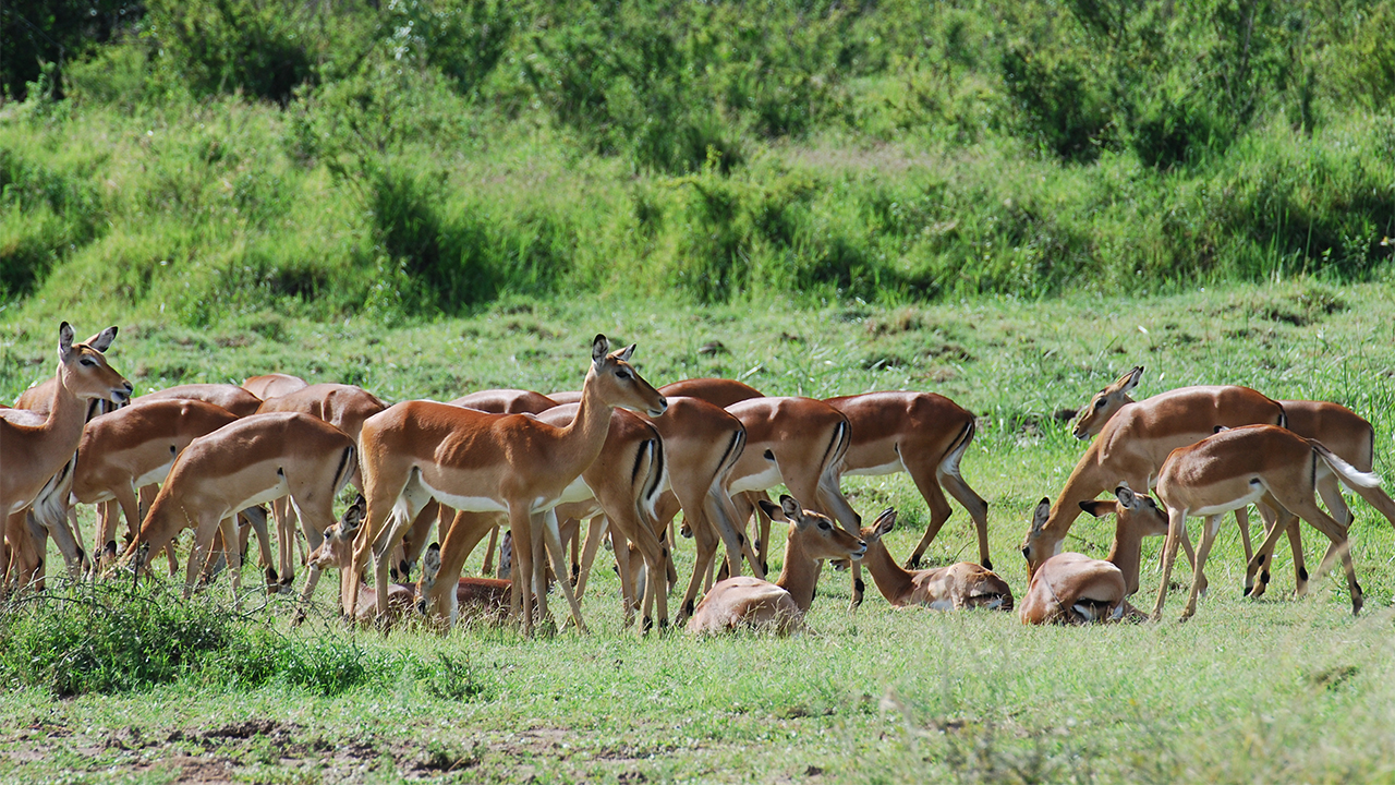 Impala, photo 2 of 3